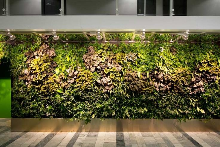 植物墙 植物墙