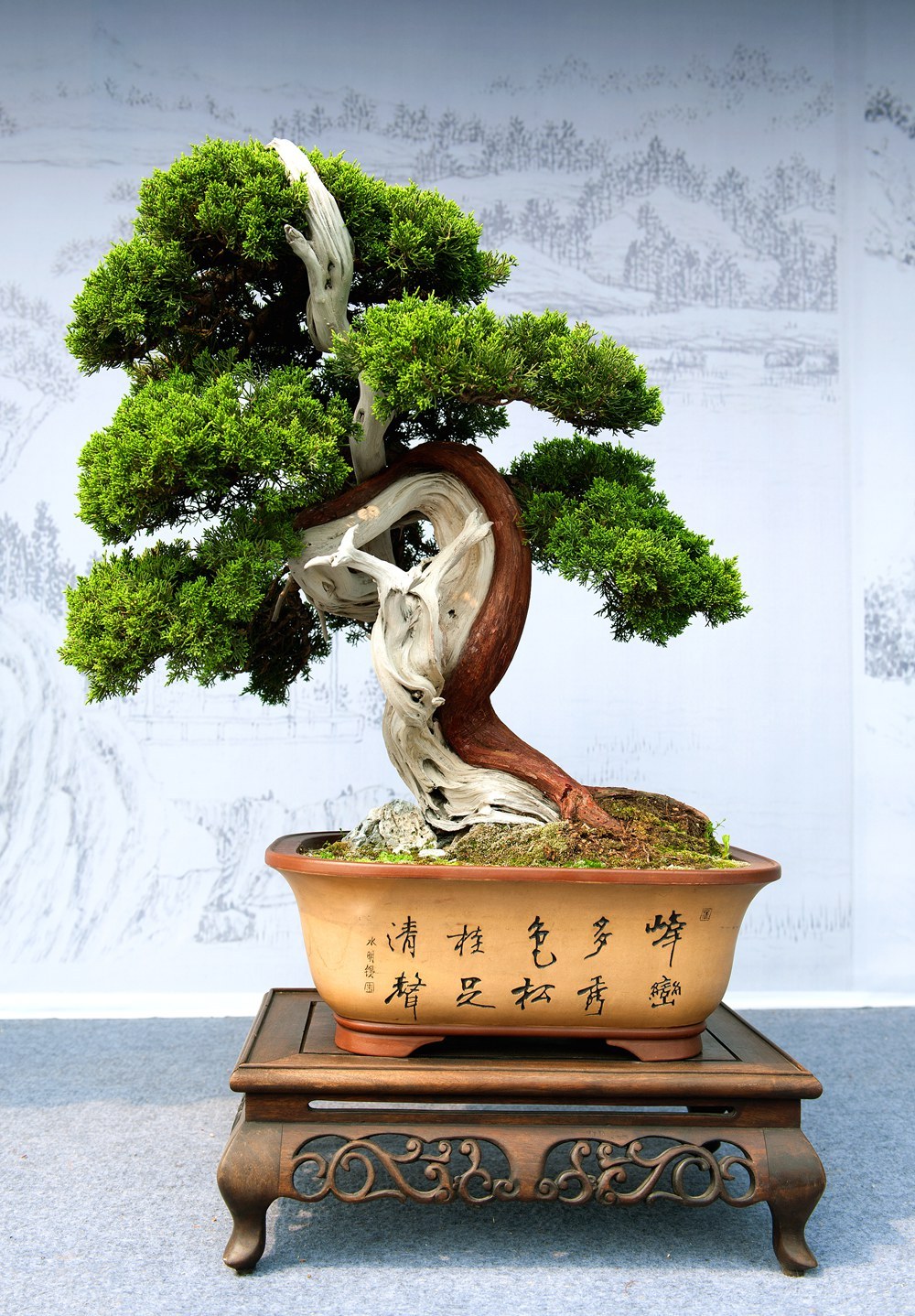 宁波绿植租赁 宁波绿植租赁