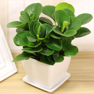 植物租赁 植物租赁