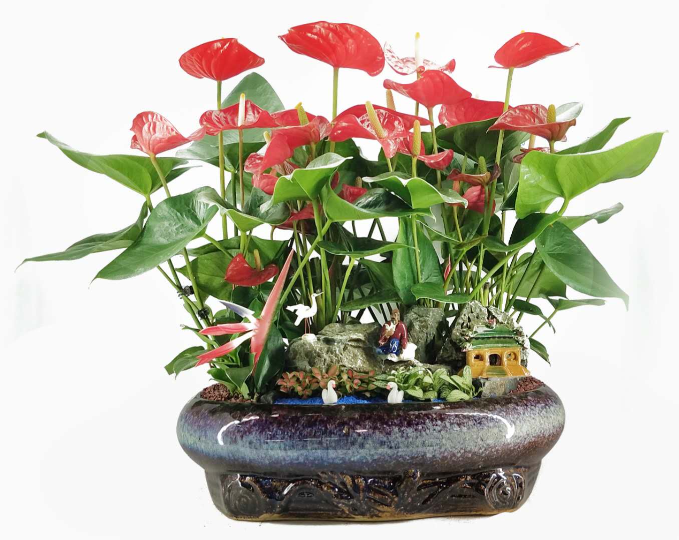 花卉租摆 花卉租摆
