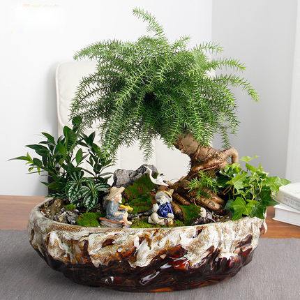 绿植租赁 绿植租赁